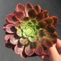 黑法师多肉植物大颗多头特价清仓黑铜壶超大法师老桩花卉盆栽批发 嘉年华单头冠幅8厘米左右