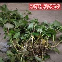 湖南正宗野生 鱼腥草 种子 折耳根种子 种苗 新鲜盆栽 四季 种根 野生鱼腥草[5棵]