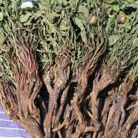 新货野生蒲公英花茶全草整颗棵带根干的婆婆丁250-500g 250g