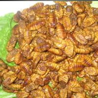 特价蚕蛹 桑蚕蛹 鲜蚕蛹 金丝蛹 生蚕蛹 干蚕蛹 湿蚕蛹 蝉蛹 蛹子 保温箱加冰袋发货1000克