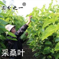 三分之一 散装2mm大蚕沙蚕砂蚕屎蚕便便1斤价格5斤以上送双层枕芯