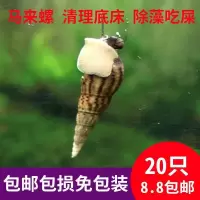 马来螺观赏螺苹果螺活体除藻螺鱼缸清洁螺吃鱼屎工具螺淡水繁殖螺 马来螺18送2备损