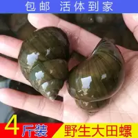鲜活大号田螺种苗种螺母螺淡水养殖活体田螺种新鲜螺蛳肉活体 大号3斤