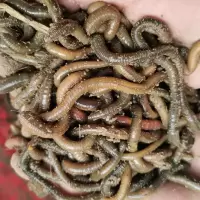 钓黄鳝青蚯蚓野生蚯蚓臭蚯蚓鱼饵活体黑蚯蚓钓黄辣丁综合鲜活饵 中号半斤