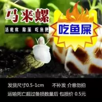 马来螺观赏螺苹果螺活体除藻螺鱼缸清洁螺吃鱼屎工具螺淡水繁殖螺 马来螺 5 送 3 备损