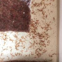 热带鱼饲料活体丰年虾大卤虫数量100-200条津京冀优先发货 活体丰年虾100-200条