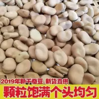 蚕豆,甘肃2021年农家自产蚕豆大豆胡豆五谷杂粮精品手工挑选散装 试用装