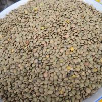 昭通金豌豆凉粉原料舌尖上的中国小豌豆鸡豆小扁豆农家自种 5斤金碗豆