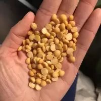 优质黄豌豆瓣白豌豆瓣蚕豆瓣胡豆瓣去皮蚕豆去皮豌豆脱皮豌豆 [豌豆瓣]脱皮白豌豆 [品尝装]1斤