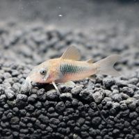 活体小型热带垃圾清洁鼠鱼花椒小白鼠咖啡熊猫茉莉豹珍珠清缸除藻 咖啡鼠2-3CM/4条装