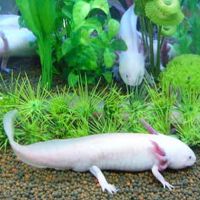 六角恐龙鱼淡水冷水清道夫金鱼锦鲤观赏鱼蝾螈霸王鱼龙鱼活体好养 精品粉色9-13cm一条