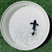 白金龙凤白金锦鲤黑金龙凤锦鲤龙凤白金活体长尾观赏鱼冷水新品 黑金锦鲤 8-10cm1条