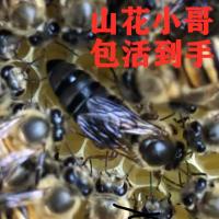 中蜂蜂王土蜂良种杂交高产王处女王开产新王包活热卖中 双色处女王
