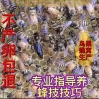 中蜂王种王优质种良种高产蜜蜂蜂王活体产卵王双色杂交处女王 中蜂王种王优质种良种高产蜜蜂蜂王活体产卵王双色杂交处女王