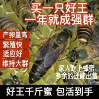 中蜂王种蜂王优质种良种高产蜜蜂活体新开产王产卵王双色蜜蜂群 天柱中锋王