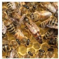 优质中蜂王双色王活体产卵新蜂王活体中锋处女王中蜂开产王包活! 随机特价处女王