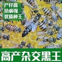 中蜂王种王活体新高产蜂王产卵王双色中蜂阿坝杂交开产王处女王 随机处女王
