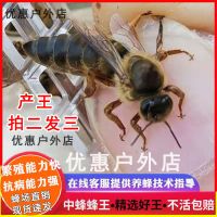 中蜂王蜂王活体种王台开产交尾阿坝高产王优质双色杂交土蜂开产王 随机处女王