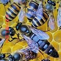 中蜂王蜂王活体种王台产交尾阿坝高产王杂交新产王产卵土蜂王包活 本地土蜂产卵王