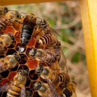 [秒发]开产王种王蜂王活体产卵王双色开产新蜂王31 随机处女王(包活)_