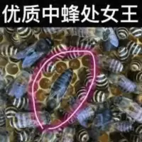 中蜂种蜂王中蜂活体产卵新开产王 中蜂王活体 处女中蜂王老王 中蜂种蜂王中蜂活体产卵新开产王 中蜂王活