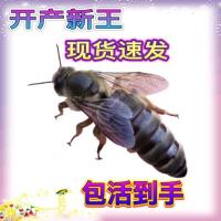 中蜂蜂王开产王种王强群爆产阿坝王土蜂蜂王黑蜂蜂王蜂场直销 随机处女王