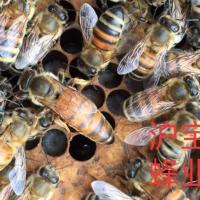 意蜂王 蜂王 意蜂开产新王 高产蜜王 蜜王生产王 GecZ4lDzo2 蜜型产子新王