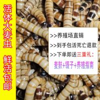 大麦虫活虫活体龙鱼守宫乌龟八哥画眉鸟饲料面包虫黄粉虫活的虫子 4-6cm大麦虫50条/送麦麸镊子