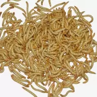 面包虫活体黄粉虫活体种虫龙鱼乌龟仓鼠蜥蜴石蛙鸟饲料引种养殖 100条2.5cm
