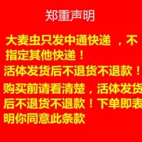 大麦虫活体超级面包虫龙鱼乌龟八哥画眉蜥蜴蜘蛛守宫宠物饲料 100条大麦虫送镊子