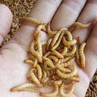 活体面包虫黄粉虫幼虫宠物饲料画眉乌龟仓鼠鹦鹉龙鱼蝎子蜈蚣饵料 (试吃装)100条2.5cm