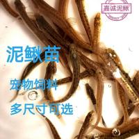 台湾泥鳅苗小泥鳅养殖种苗放生鱼苗鳄乌龟活体饵料钓鱼饵料 泥鳅饲料1斤