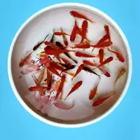 草金鱼活体小型热带鱼小金鱼活鱼观赏鱼冷水鱼锦鲤龙鱼活体饲料鱼 3-5cm混搭10条