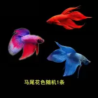 泰国斗鱼活鱼鱼苗饲料鱼缸巨斗半月热带小型小鱼活观赏鱼活体 花色随机马尾1条