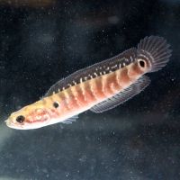 彩虹雷龙观赏鱼活体南醴淡水鱼鱼苗七星鱼冷水鱼龙鱼苗七彩神仙鱼 七星鱼苗2条(4-6cm)