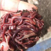 散装鲜活蚯蚓活体 鱼饵 垂钓 龟饲料 蚯蚓苗 放生 大平二号 中大号蚯蚓半斤带1.5斤营养土