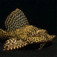 豹纹清道夫豹纹清洁鱼大型鱼缸除藻饲料残渣清理工具鱼观赏鱼活体 10cm