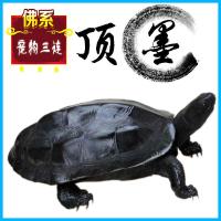 墨龟苗活体外塘金线草龟黑腹草龟全黑小乌龟情侣镇宅招财观赏龟 1-2厘米[顶墨后代] 不需要
