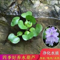 鱼缸水葫芦水生植物水草种植浮萍增氧水草养龟养不死真草沉底懒人 紫花水葫芦5棵