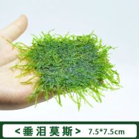 鱼缸阴性活体散装真水草三角莫丝火焰珊瑚松茸莫斯水族箱造景 垂泪莫斯1片(尝鲜价)