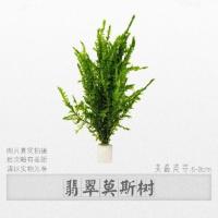 鱼缸造景活体真莫斯水草植物莫丝缸翡翠树水族箱虾缸增氧淡水懒人[9月30日发完] 5-8cm翡翠莫斯树1颗