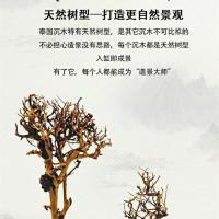 沉木泰国枝鱼缸懒人造景新手造景一木成景鱼缸装饰水草缸造景 小号15厘米左右泰国树一棵送莫斯