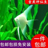 雪燕七彩神仙雪兰燕鱼雪燕神仙鱼热带观赏鱼活体燕鱼活体报损 雪燕3条装肉身2-3厘米