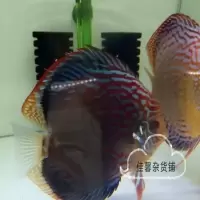 七彩神仙鱼活体神仙观赏鱼鱼苗 七彩2至3厘米1条
