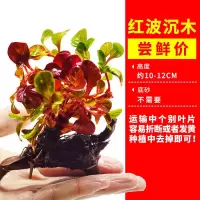 鱼缸水草植物真草造景套餐蜈蚣阴性增氧趴地矮珍珠活懒人水榕沉木 红波沉木