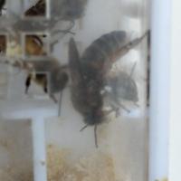 中蜂王活体中蜂种王新高产蜂王双色中蜂良种蜂王阿坝杂交开产王 土蜂处女王