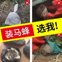 马蜂袋不锈钢捉马蜂专用收蜂袋抓马蜂胡蜂金环虎头蜂装蜂窝袋网袋 马蜂袋70*100cm 1个