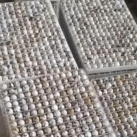 鹌鹑种蛋 鹌鹑蛋受精种蛋可孵化鹌鹑鸟蛋可孵化 15枚送5枚