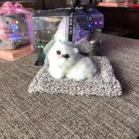 教师节仿真猫咪生日礼物儿童玩具仿真动物摆件送闺蜜孩子礼物优选 白色猫咪不带礼品盒