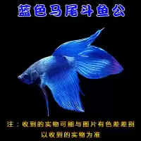 泰国斗鱼马尾狮王半月将军母斗鱼观赏鱼热带鱼活体宠物观赏淡水鱼 随机一条马尾(破损介意勿拍)